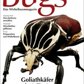 Bugs Magazine nr.1 - Goliathkäfer bunte Giganten