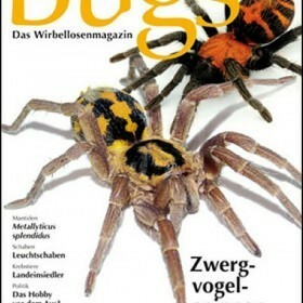 Bugs Magazine nr.2 - Zwergvogelspinnen