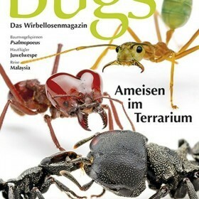 Bugs Magazine nr.4 - Ameisen im Terrarium