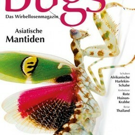 Bugs Magazine nr.6 - Asiatische Mantiden