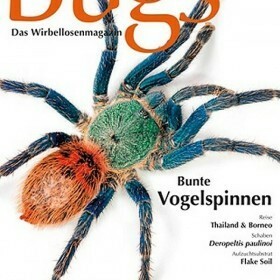 Bugs Magazine nr.7 - Bunte Vogelspinnen